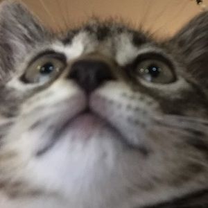 Meet your Posher, Willow